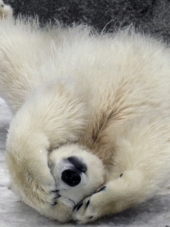 Polar Bear screenshot #1 240x320