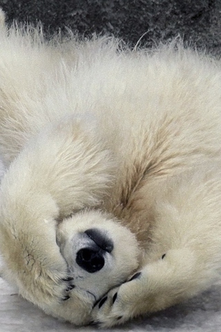 Polar Bear screenshot #1 320x480