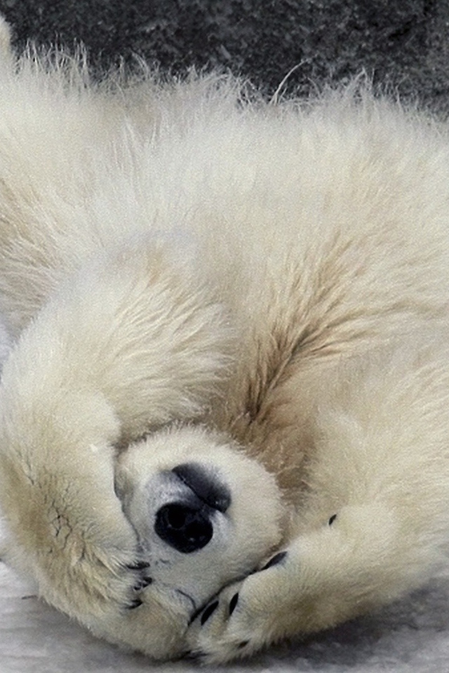 Sfondi Polar Bear 640x960
