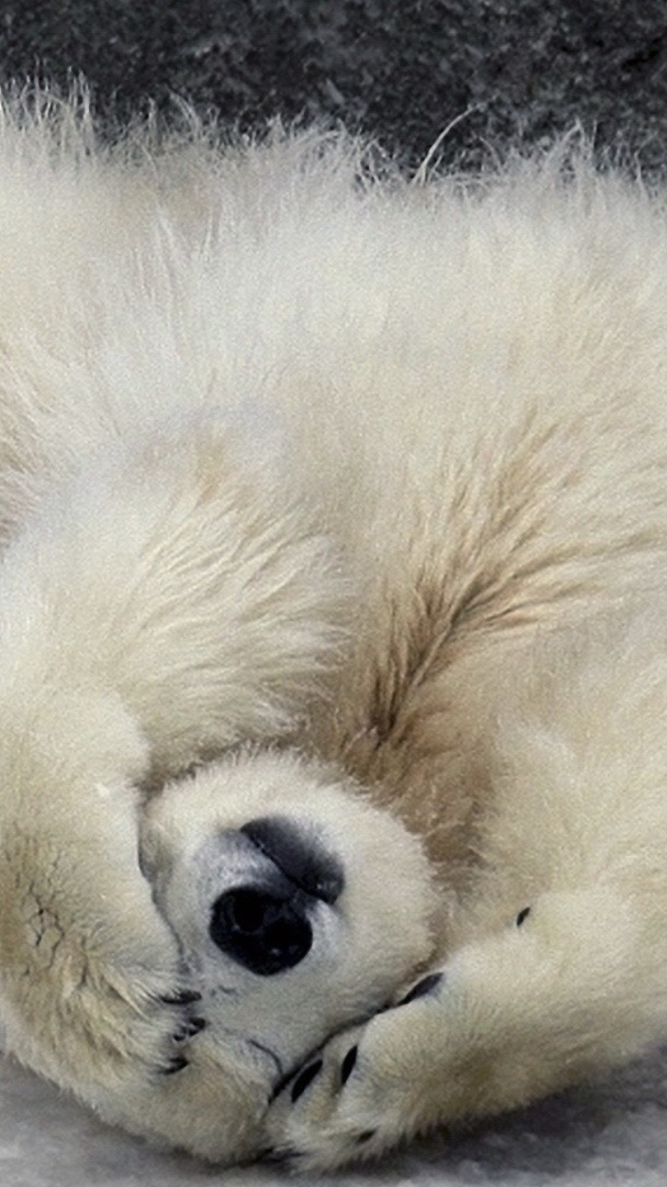 Polar Bear wallpaper 750x1334