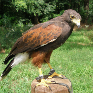Free Hawk Picture for iPad 2