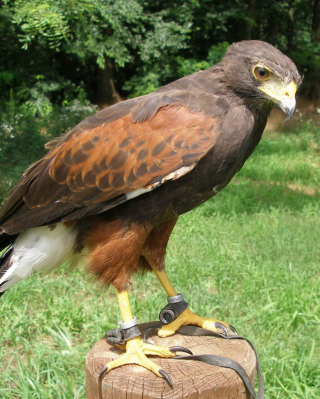 Free Hawk Picture for 320x480