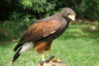 Free Hawk Picture for Android, iPhone and iPad