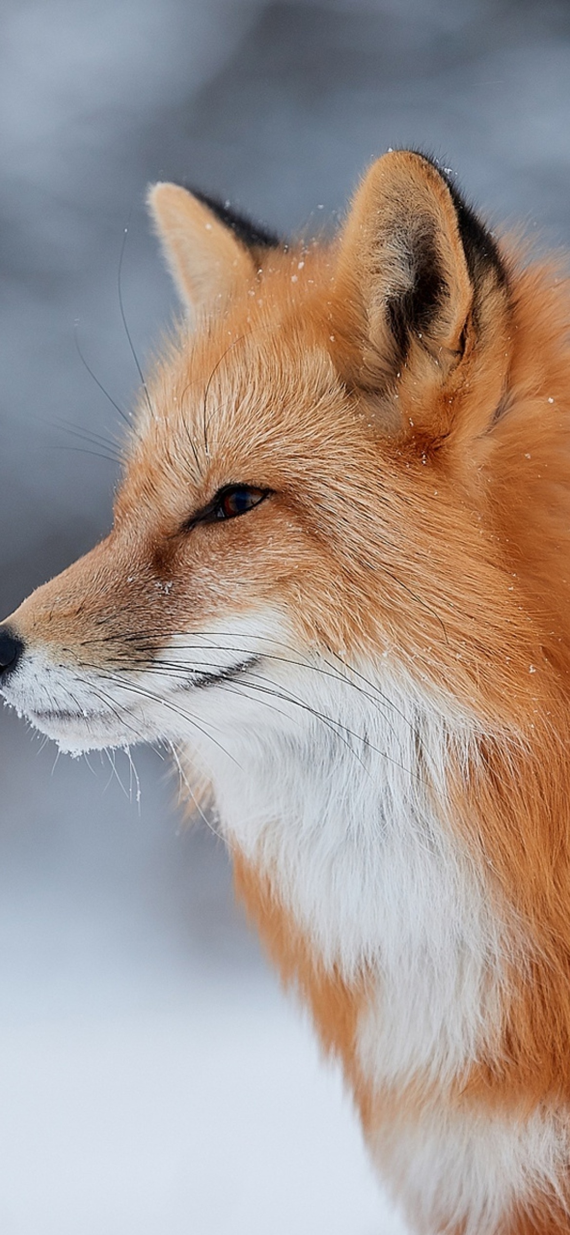 Обои Fox wildlife photography 1170x2532