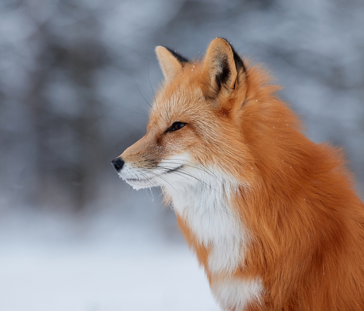 Fondo de pantalla Fox wildlife photography 1200x1024