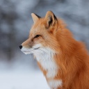 Fox wildlife photography wallpaper 128x128