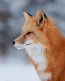 Fox wildlife photography wallpaper 128x160