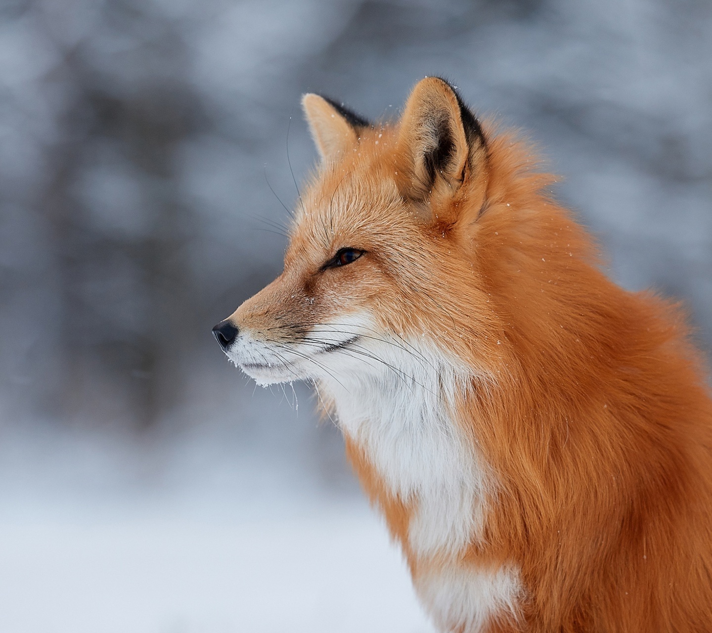 Fondo de pantalla Fox wildlife photography 1440x1280