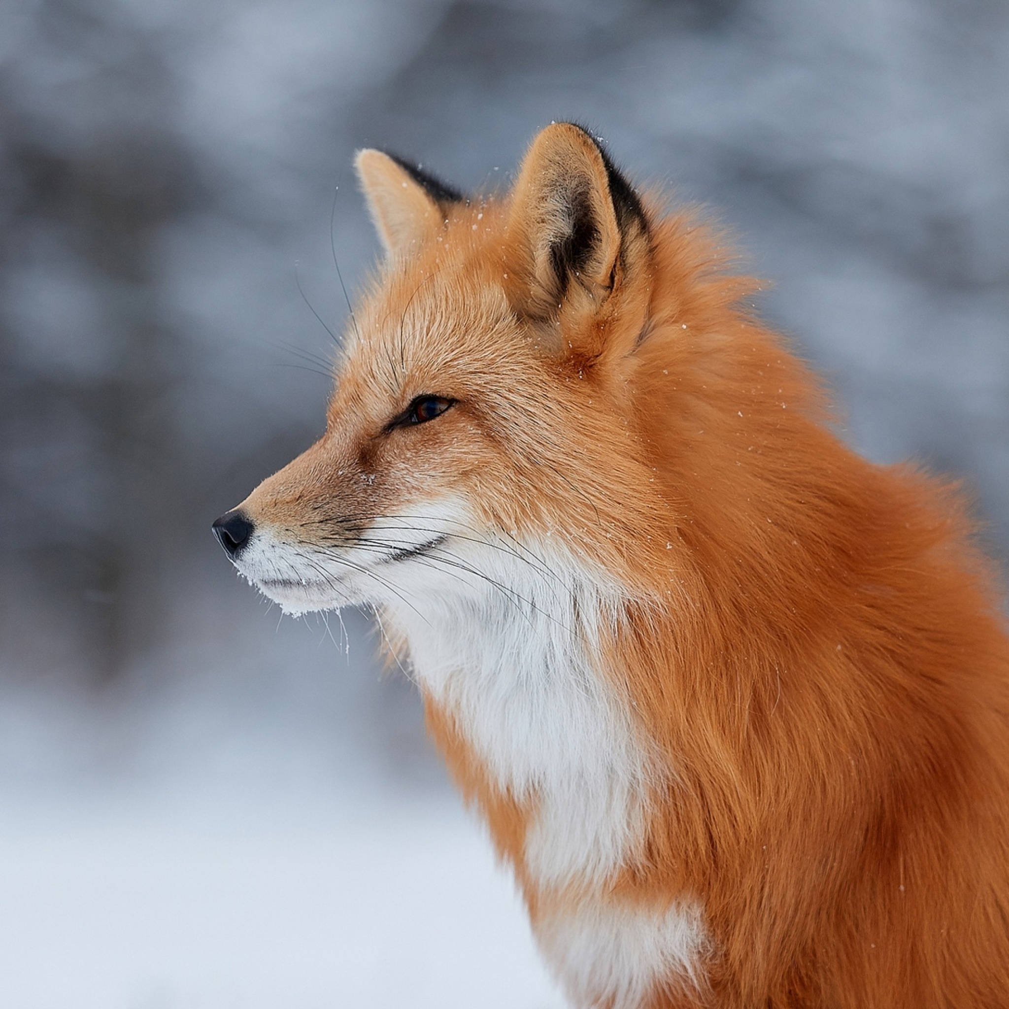 Das Fox wildlife photography Wallpaper 2048x2048