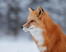 Screenshot №1 pro téma Fox wildlife photography 220x176