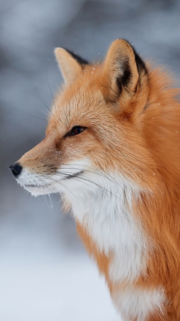 Fondo de pantalla Fox wildlife photography 360x640