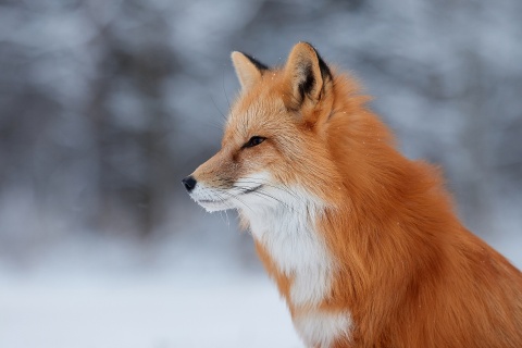 Das Fox wildlife photography Wallpaper 480x320