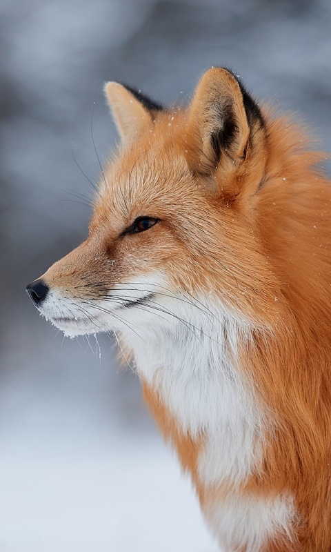 Fox wildlife photography wallpaper 480x800
