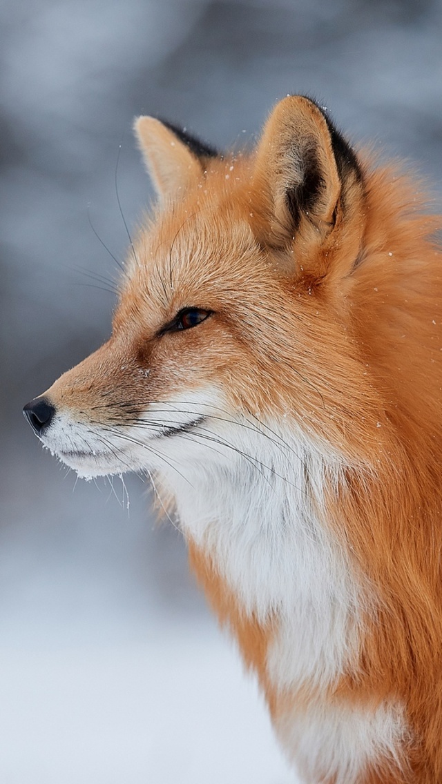 Fondo de pantalla Fox wildlife photography 640x1136