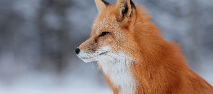 Fox wildlife photography wallpaper 720x320
