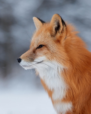 Kostenloses Fox wildlife photography Wallpaper für 240x320