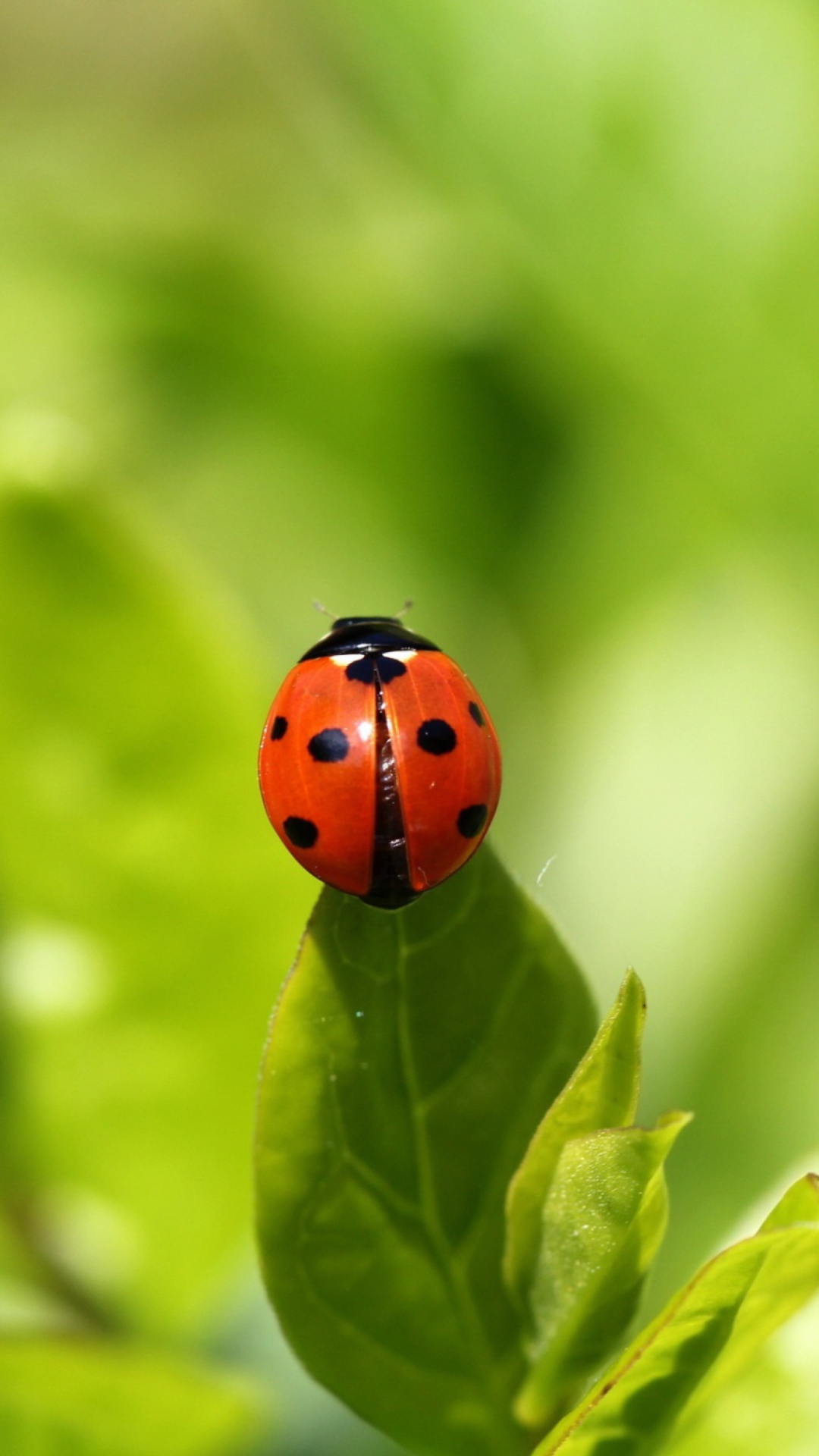 Sfondi Red Ladybug On Green Leaf 1080x1920
