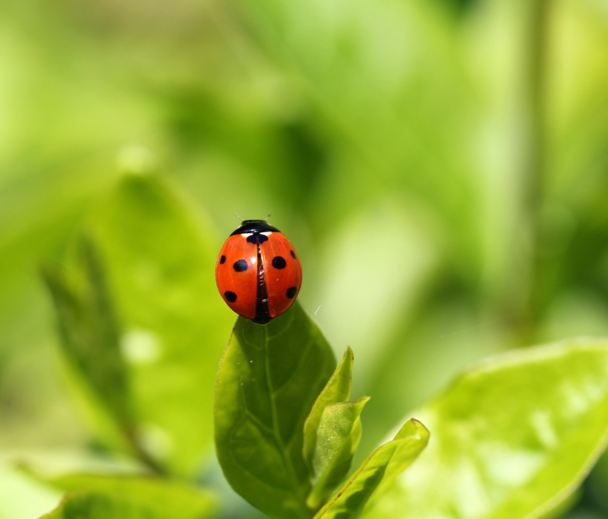 Обои Red Ladybug On Green Leaf 1200x1024