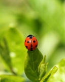 Fondo de pantalla Red Ladybug On Green Leaf 128x160