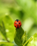 Das Red Ladybug On Green Leaf Wallpaper 128x160