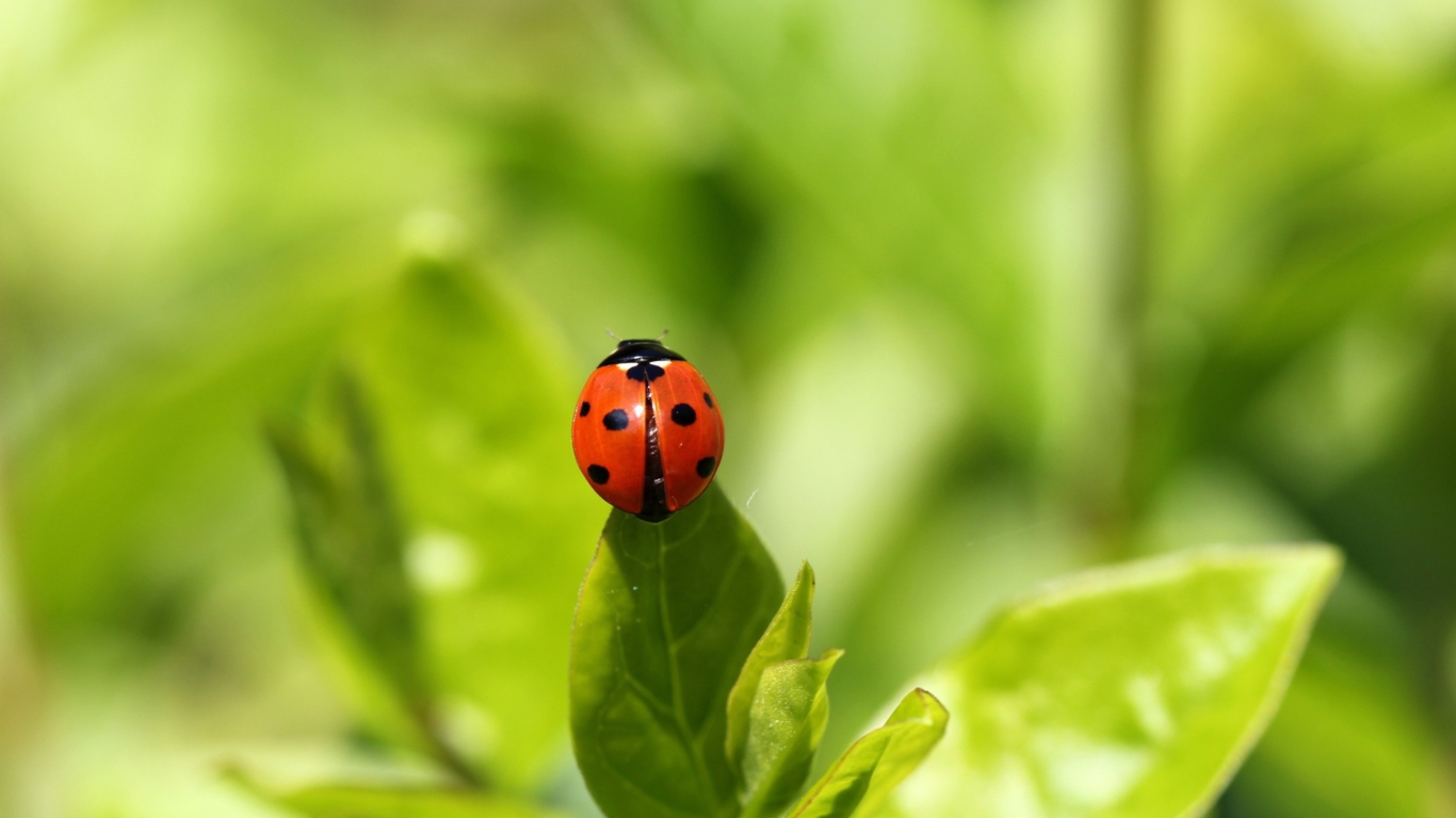 Screenshot №1 pro téma Red Ladybug On Green Leaf 1366x768