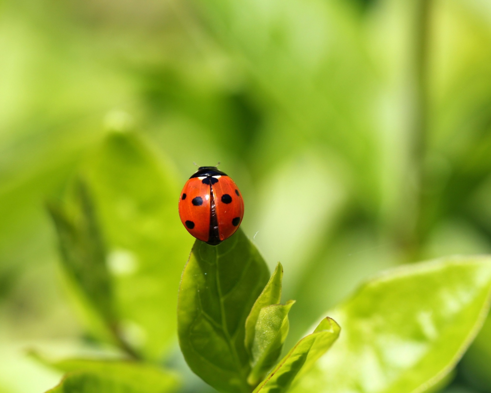Fondo de pantalla Red Ladybug On Green Leaf 1600x1280