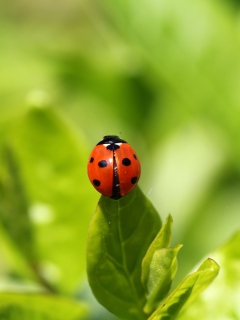 Fondo de pantalla Red Ladybug On Green Leaf 240x320