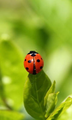 Screenshot №1 pro téma Red Ladybug On Green Leaf 240x400