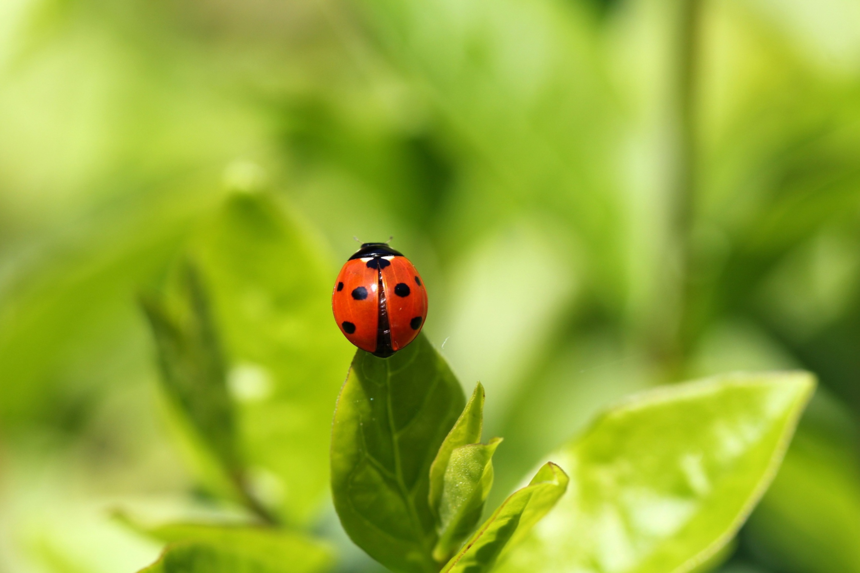 Das Red Ladybug On Green Leaf Wallpaper 2880x1920