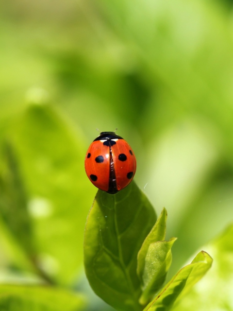 Обои Red Ladybug On Green Leaf 480x640