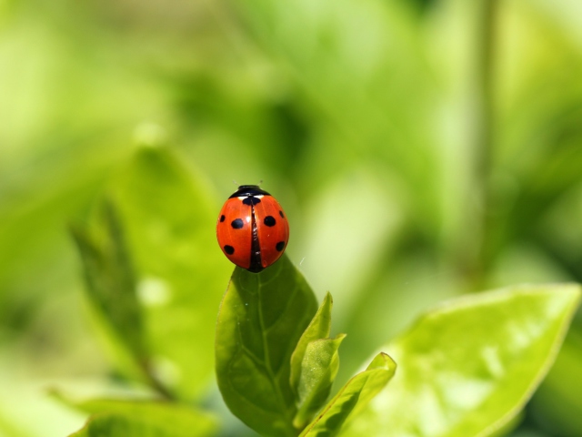 Red Ladybug On Green Leaf wallpaper 640x480