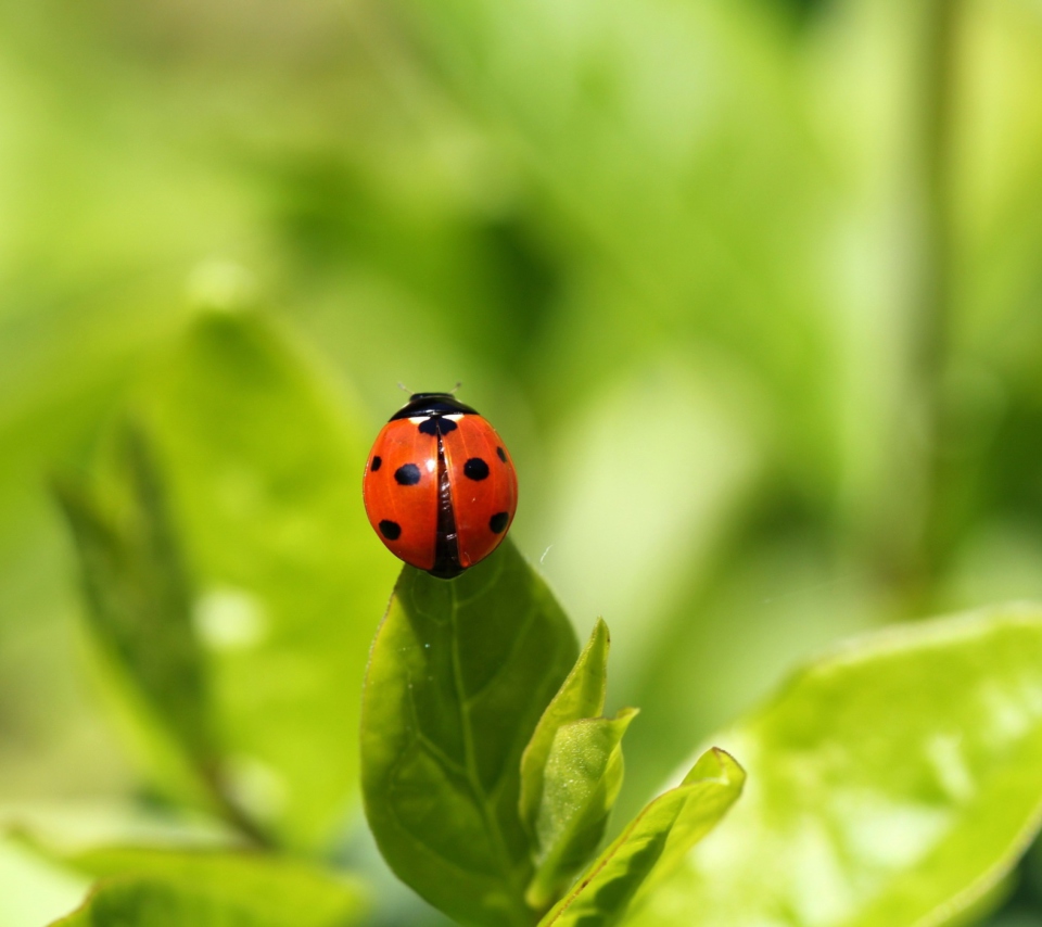 Обои Red Ladybug On Green Leaf 960x854
