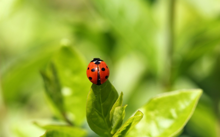 Fondo de pantalla Red Ladybug On Green Leaf