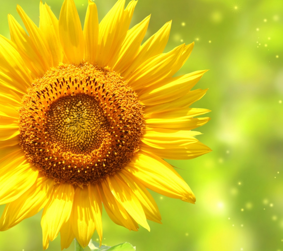 Das Giant Sunflower Wallpaper 1080x960