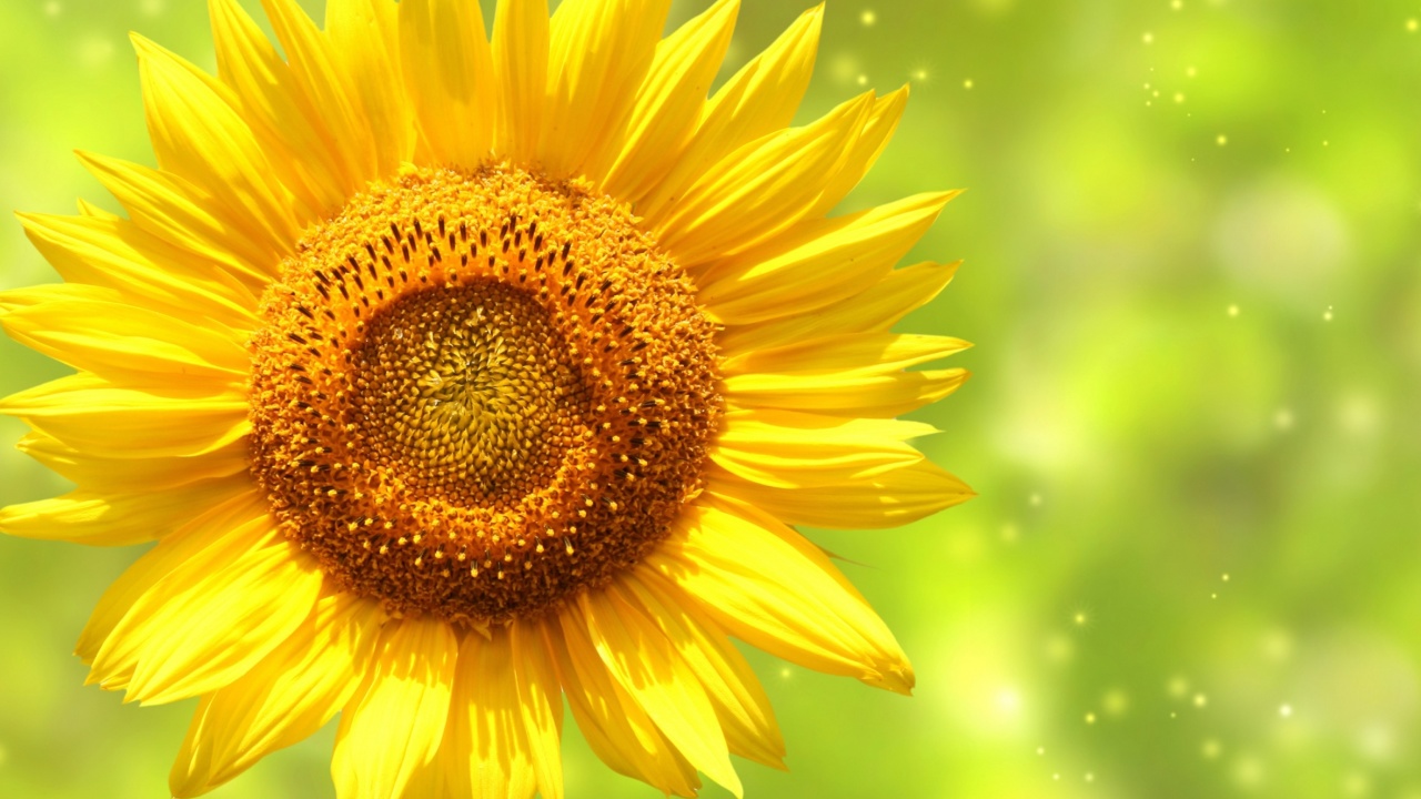 Sfondi Giant Sunflower 1280x720