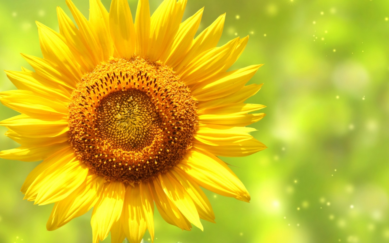 Giant Sunflower wallpaper 1280x800