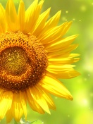 Screenshot №1 pro téma Giant Sunflower 132x176