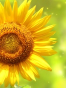 Giant Sunflower wallpaper 132x176