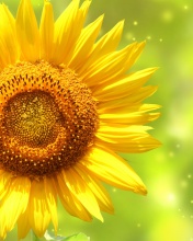 Fondo de pantalla Giant Sunflower 176x220