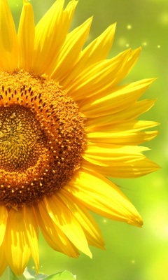 Fondo de pantalla Giant Sunflower 240x400