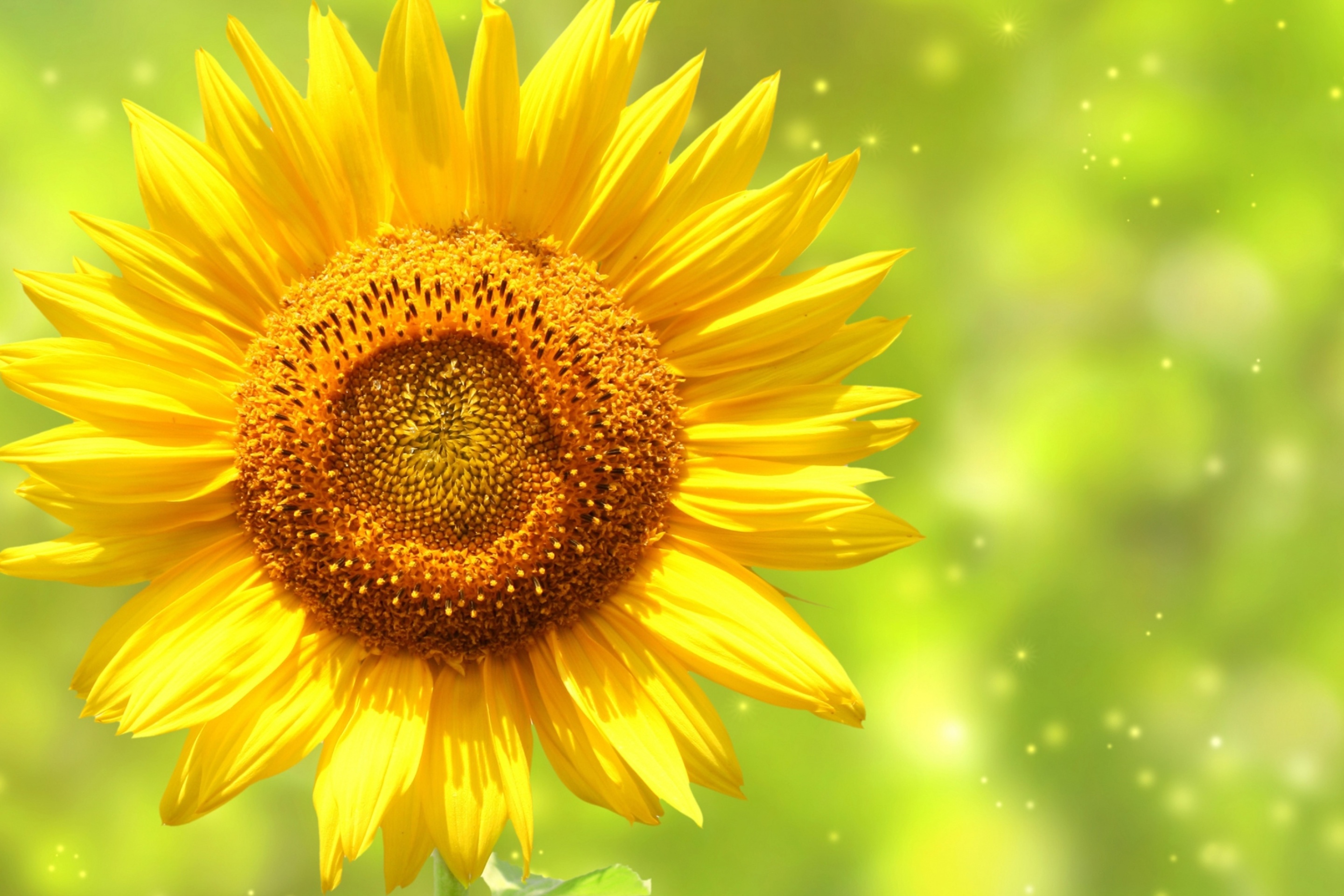 Fondo de pantalla Giant Sunflower 2880x1920