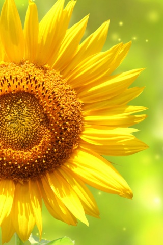 Das Giant Sunflower Wallpaper 320x480