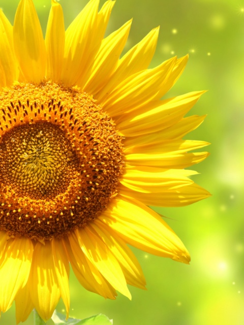 Giant Sunflower wallpaper 480x640