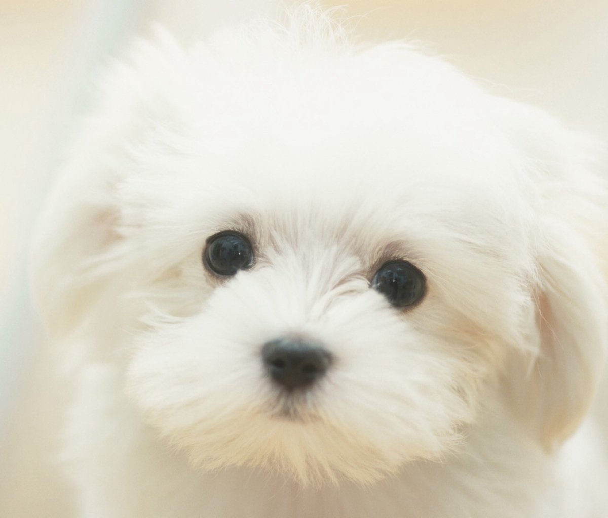 Обои Cute Maltese 1200x1024