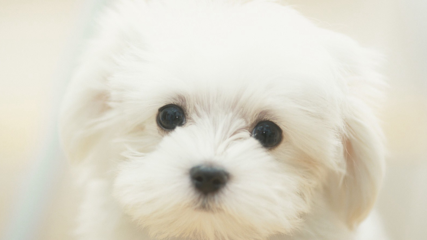 Обои Cute Maltese 1366x768