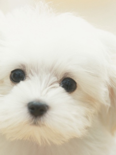 Screenshot №1 pro téma Cute Maltese 240x320