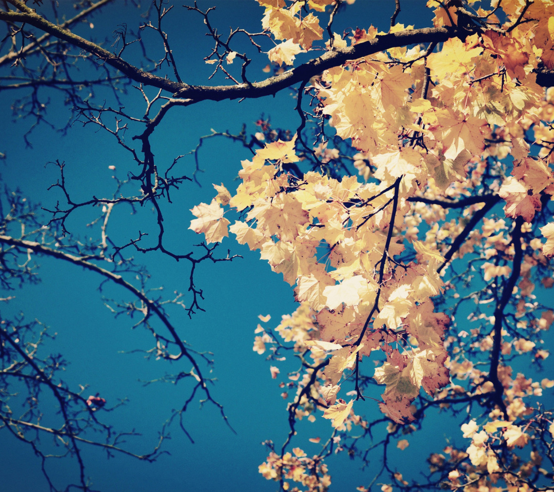 Обои Fall Leaves 1080x960