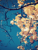 Fall Leaves screenshot #1 132x176