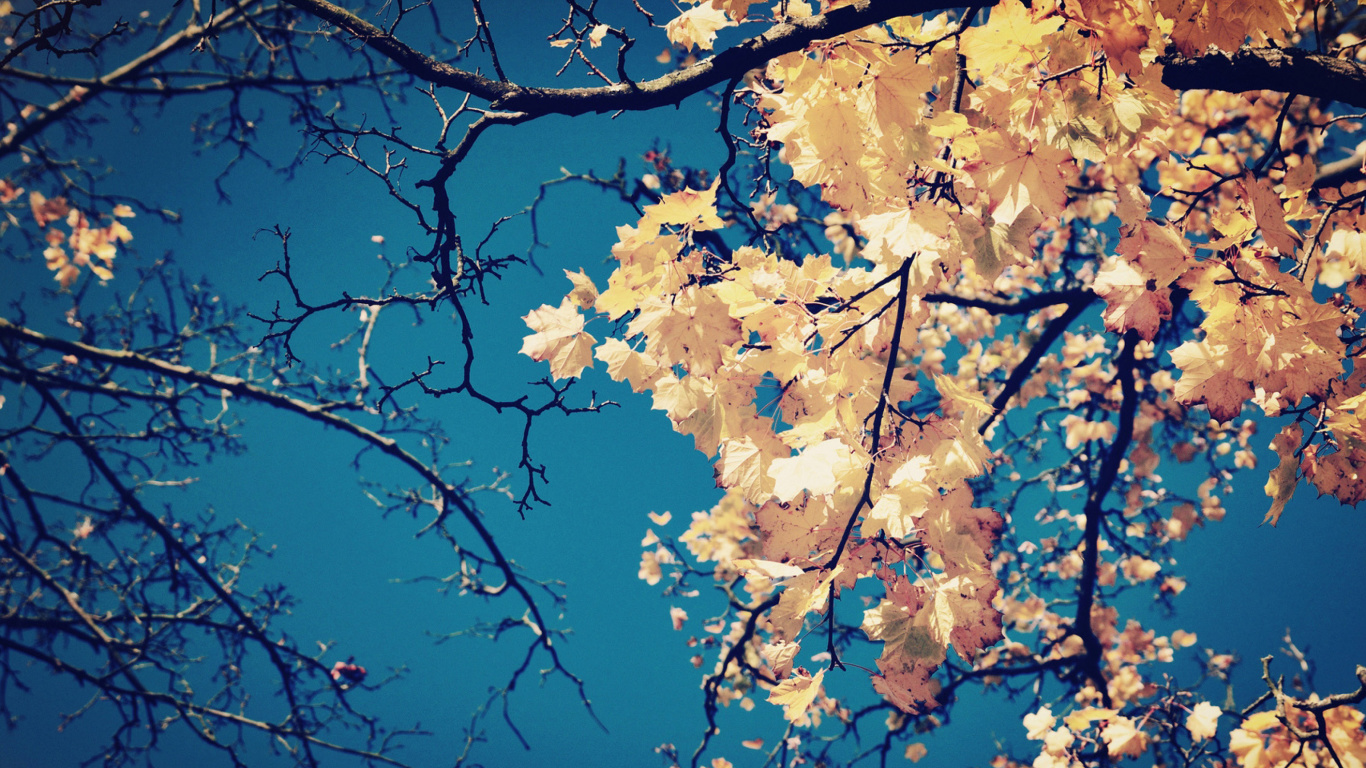 Fall Leaves wallpaper 1366x768