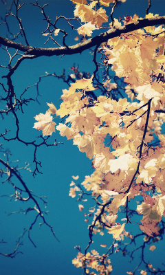 Fall Leaves screenshot #1 240x400